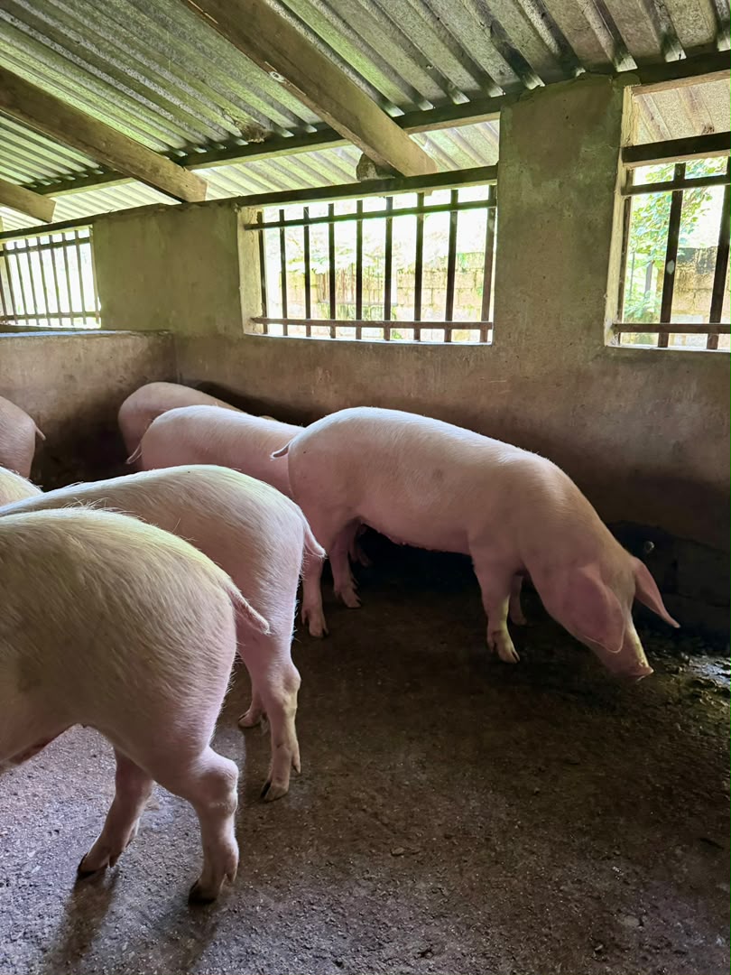 Pigs in the Fikile piggery